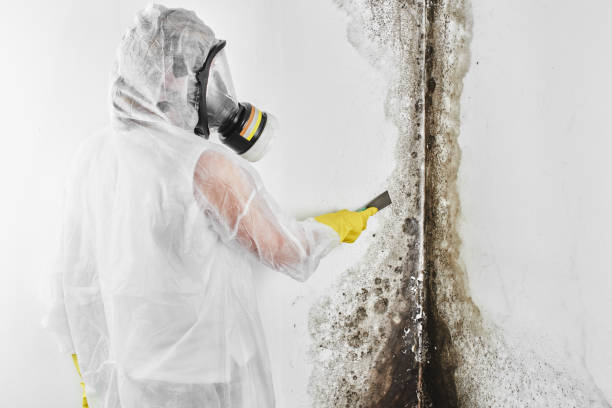 Sand Ridge, NY Mold Remediation Company